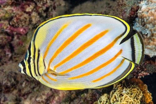 Ornate Butterfly