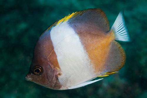 Zoster Butterflyfish