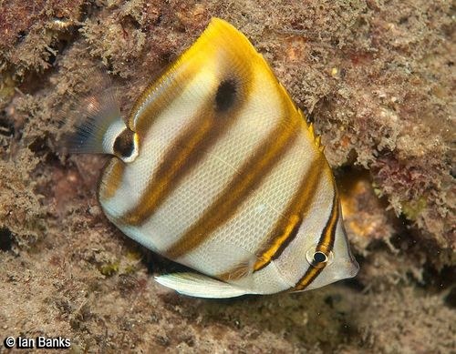 Ocellate Butterfly