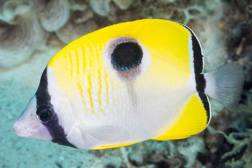 One-Spot Butterfly