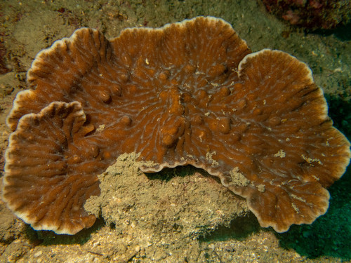Purple Merulina ampliata