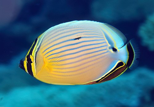 Oval Butterfly
