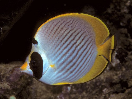 Philipphine Butterflyfish