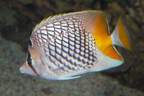 Pearl-Scale Butterfly