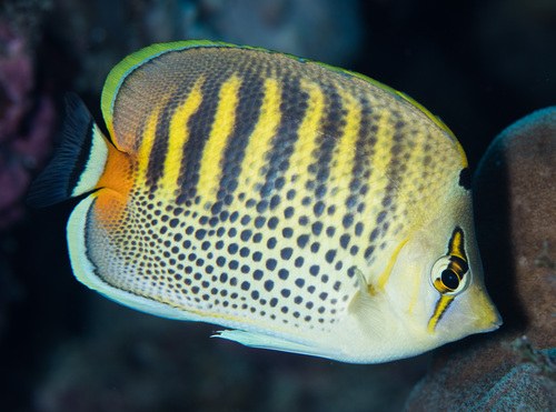 Spotband butterflyfish