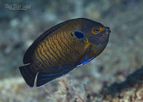 Bluefin Dwarf Angel