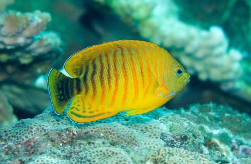 Many Banded Angefish