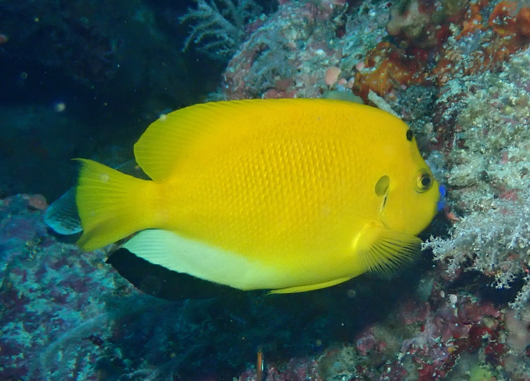 Three-Spotted Angel