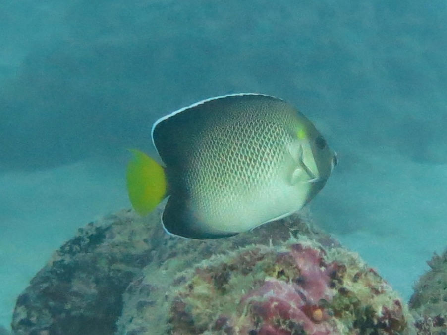 Yellow Tail Angel
