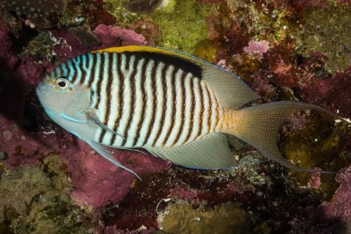 Zebra Lyretail Angelfish (Male)