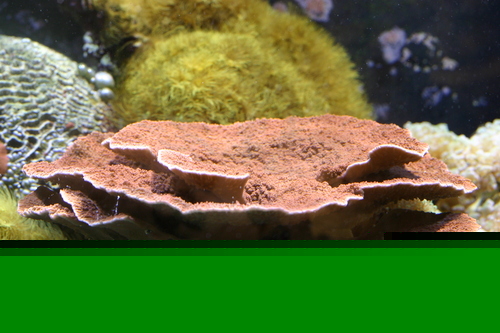 Purple Montipora Coral
