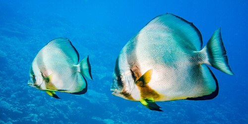 Orbiculate Batfish