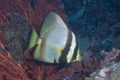 Orange-Ringed Batfish