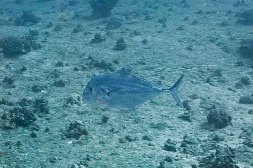 Indian Treadfish (Adult)
