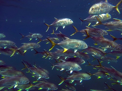Caranx