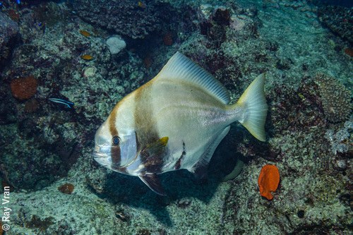 Humpback Batfish (Captive Bred)