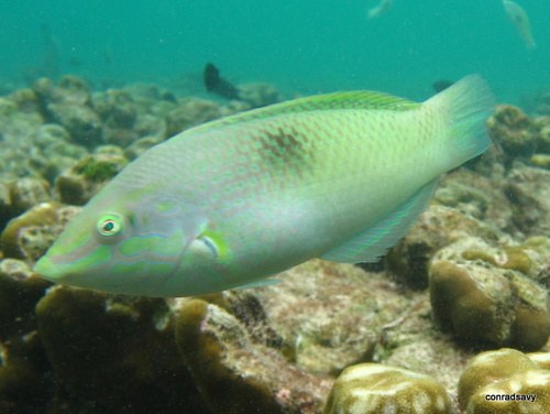 Green Wrasse