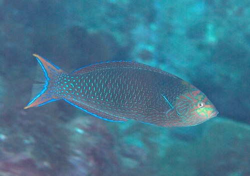 Yellow-Tail Spotted Wrasse