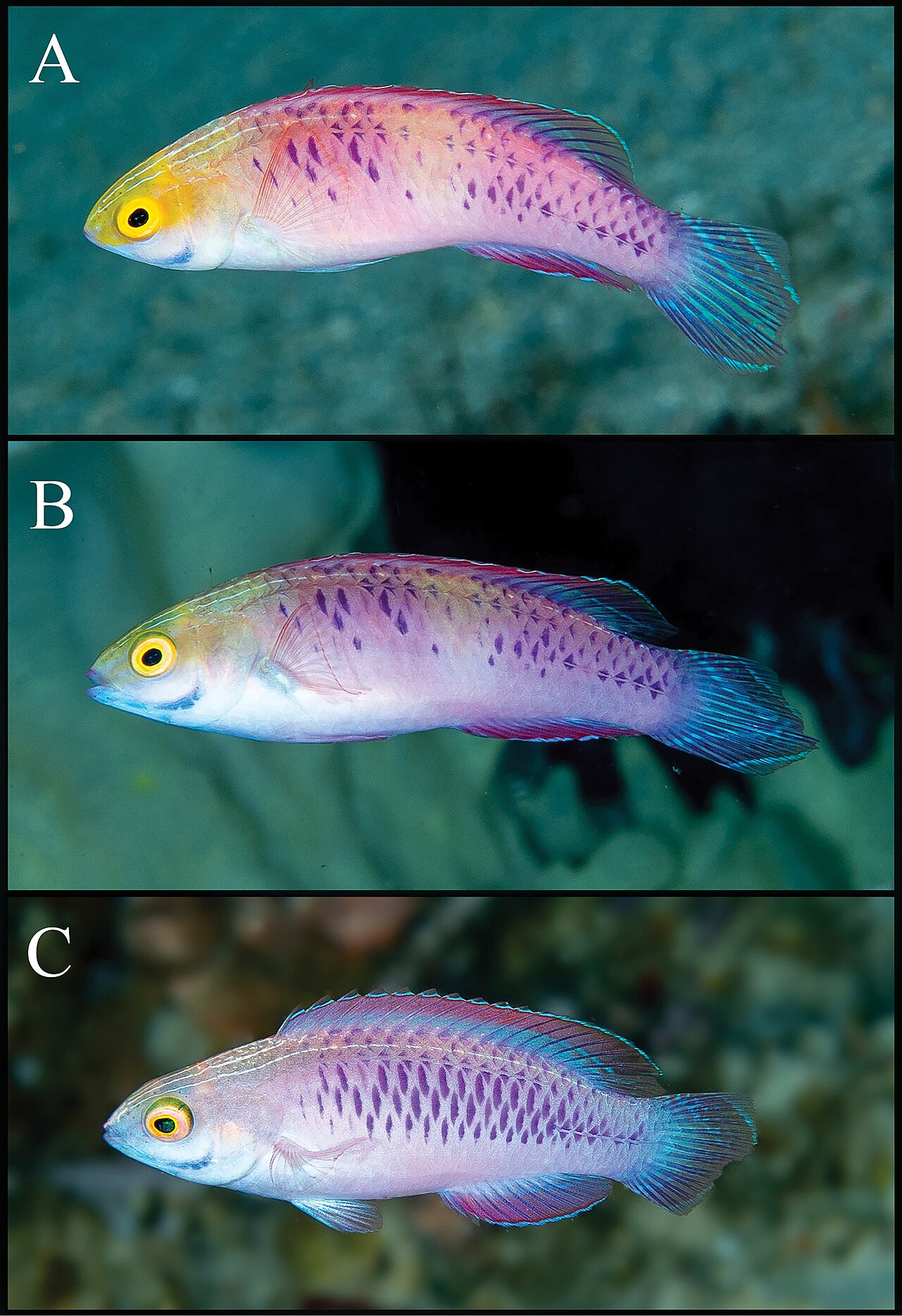 Red-and-Blue Wrasse