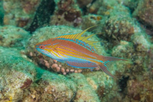 Filamented Flasher Wrasse