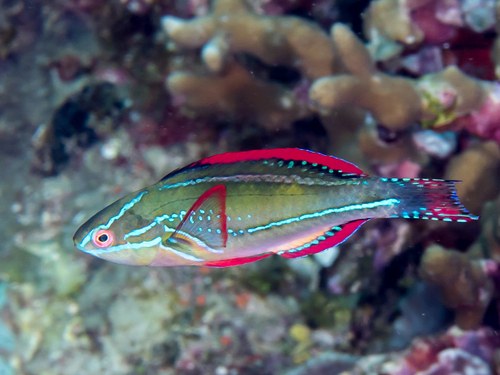 Pacific Exquisite Fairy Wrasse