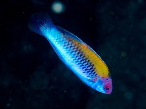 Orange-Back Fairy Wrasse