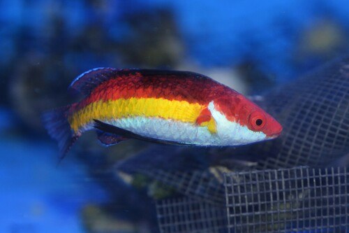 Naoko Wrasse
