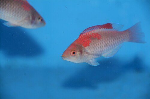 Red Finned Fairy Wrasse