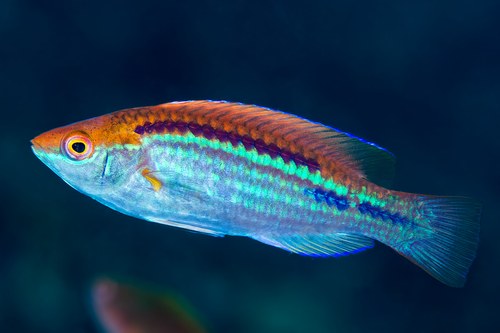 Lubbock's Fairy Wrasse