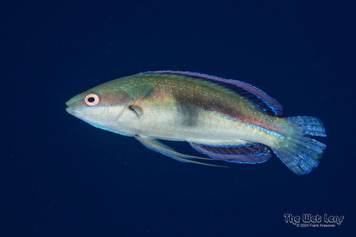 Threadfin Wrasse