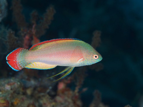 Red Margin Fairy Wrasse