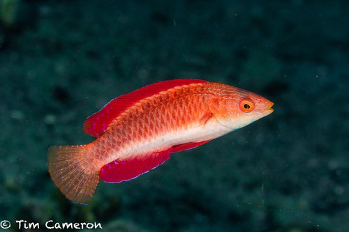 Redfinned Fairy Wrasse