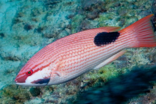 Saddle-Back Hogfish