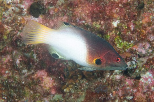 Coral Hogfish