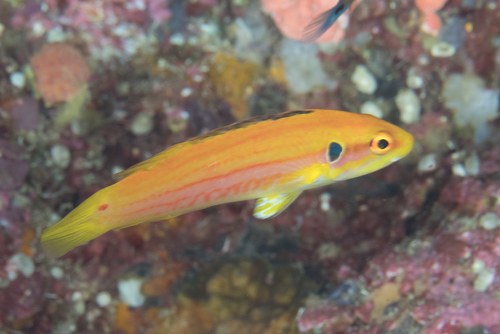 Twinspot Hogfish