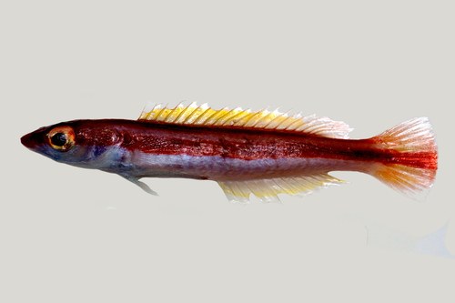Yellowbar Hogfish