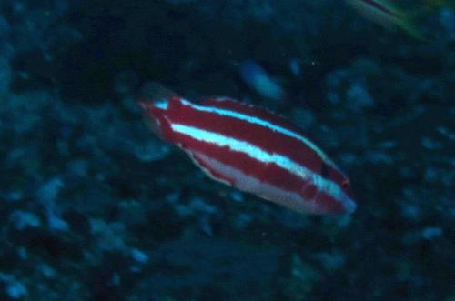 Blackspot Hogfish