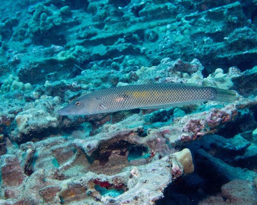 Cigar Wrasse