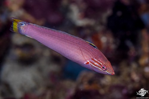 Four-Spotted Wrasse