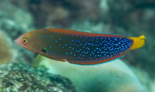Red Labrid Juv