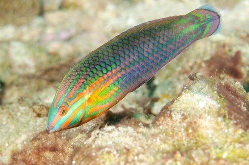 Red Line Wrasse (Female)