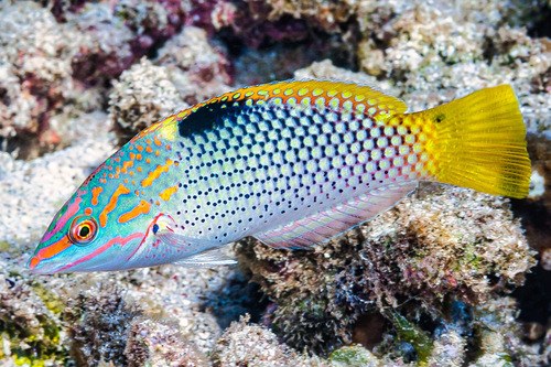 Marble Wrasse