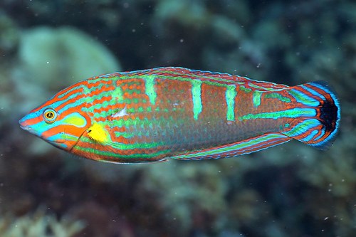 Assorted Wrasses