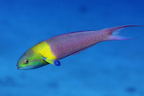 Rainbow Wrasse