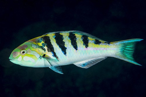 Hardwick's Wrasse
