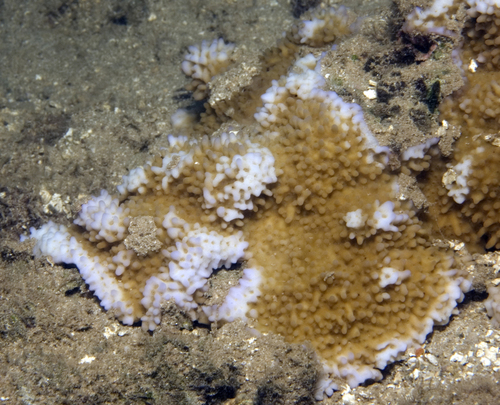 Purple polip Green Montipora Coral