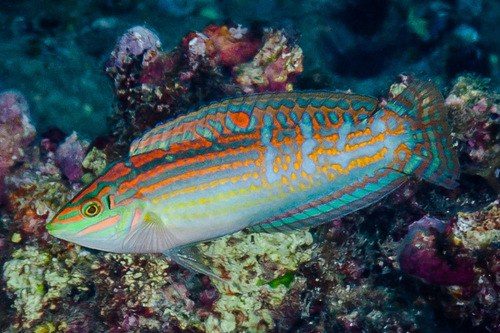 Adorned wrasse