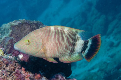 Tripletailed Wrasse