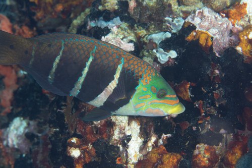 Barred Thicklips
