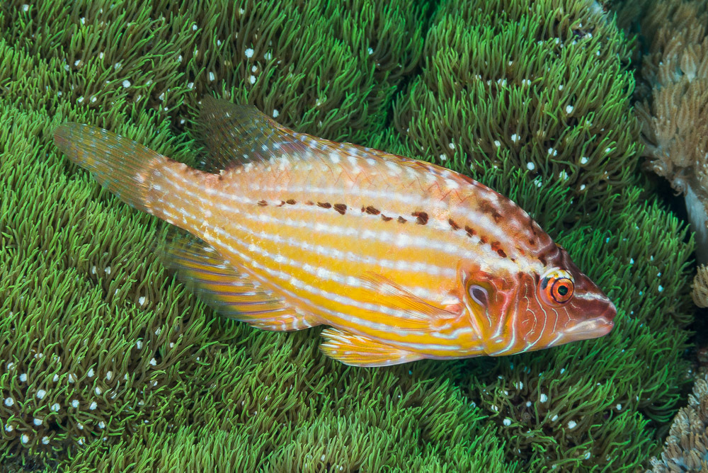 Red Sneaky Wrasse